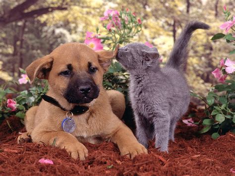 Funny Dogs And Cats Living Together 22 Desktop Background