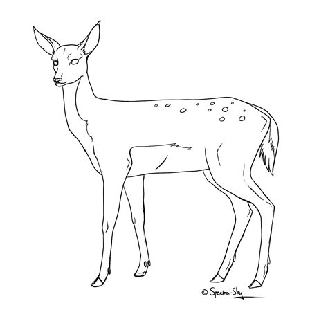 Doe Lineart By Spectra Sky Deer Coloring Pages Hummingbird Art