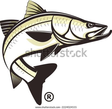 423 Snook Fish Images Stock Photos 3d Objects And Vectors Shutterstock