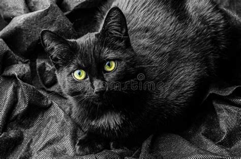 Black Cat With Green Eyes On Black Background Stock Image Image Of