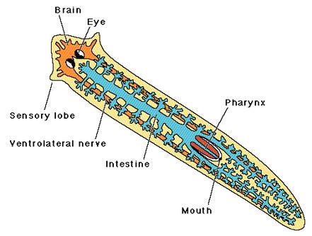 Platyhelminthes (Flatworms) - DIGESTIVE SYSTEM IN PHYLUMS