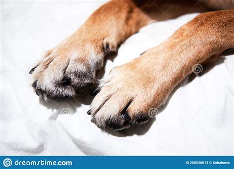 The German Shepherds Legs Are Stretched Out On White Sheet Red Dog