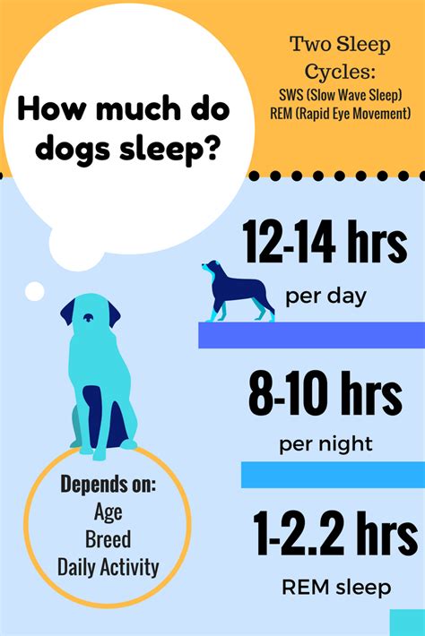 Do Dogs Need A Sleep Schedule