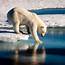 Polar Bears On Thin Ice  Cosmos Magazine
