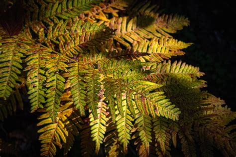 Premium Photo Colorful Fern Leaf With Falling Warm Rays Of Light Dry