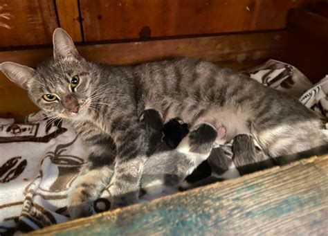 ‘very Blessed And Lucky Pregnant Stray Cat Is Rescued Gives Birth To