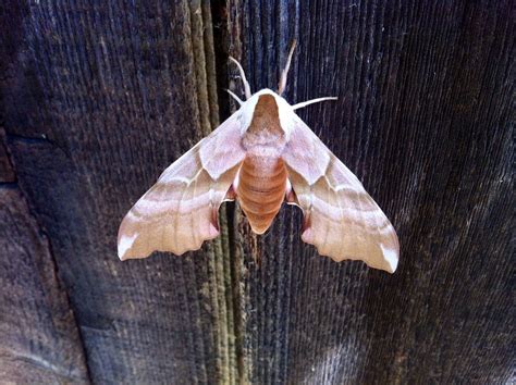 I Found This Moth Resting On The Fence Of My Northern California Home