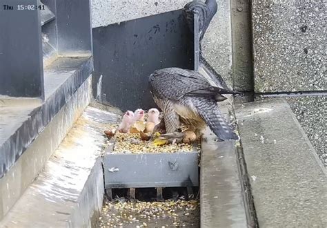 Some Light And Feathery News Three Collins Street Peregrine Falcon