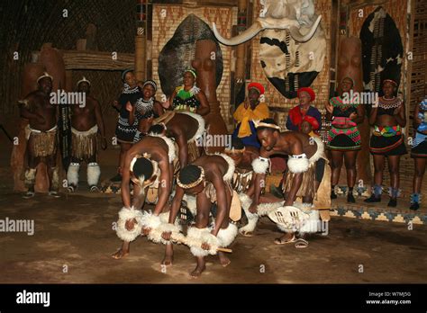 traditional zulu dancing at shakaland zulu cultural village eshowe kwazulu natal south africa