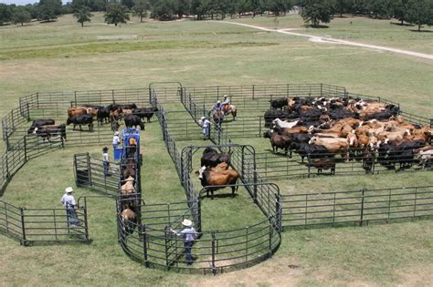 Livestock Corral Systems Livestock Cattle