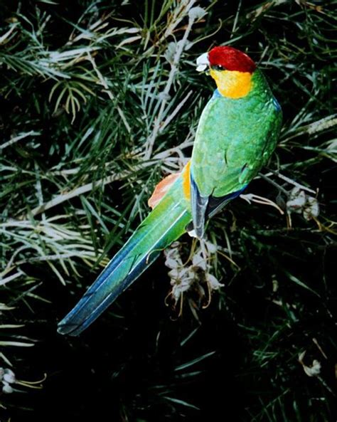 Endangered Red Capped Parrot Of Australia Hubpages