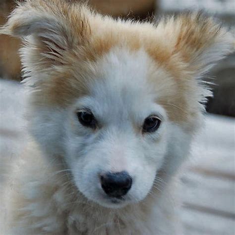 Maybe you would like to learn more about one of these? Phoebe Is a Rare Husky / Golden Retriever Mix and She's ...