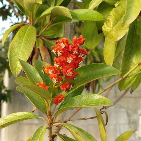 Nance Byrsonima Crassifolia Mérida Yucatán México Katja Schulz