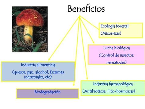 Que Beneficios Producen Los Hongos Y Las Bacterias Brainlylat