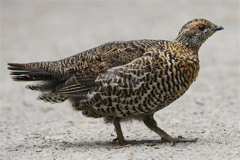 24 Interesting And Fun Facts About Grouse Birds Tons Of Facts