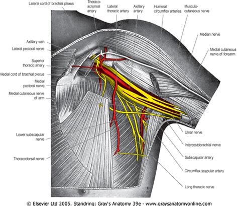 Anatomy Notes Vol Median Nerve Ulnar Nerve Nerve Anatomy Porn Sex