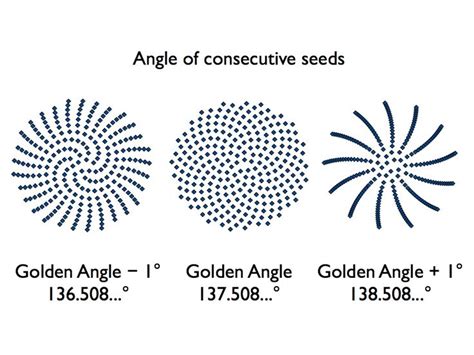Golden Angle Fibonacci Fibonacci Sequence In Nature Geometric