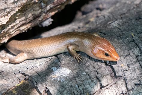 Lizards Of South Carolina South Carolina Partners In Amphibian And