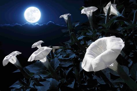 15 Fragrant Night Blooming Flowers That Will Make Your Evenings So Much