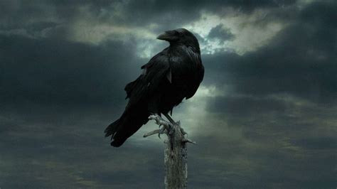 Hình Nền Dark Raven Top Những Hình Ảnh Đẹp
