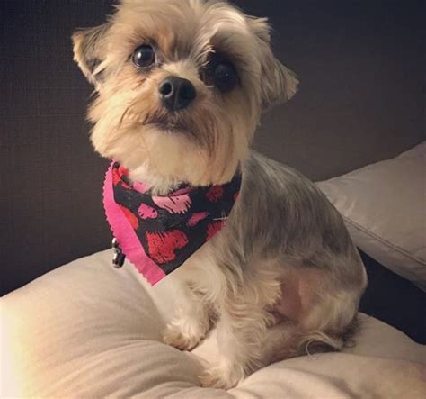 20 Best Morkie Haircuts For Dog Lovers Page 2 Of 6 The Paws
