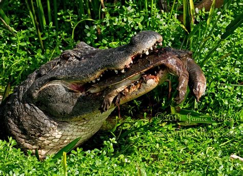 Alligator Eats A Florida Softshell Turtle 5 Pics Flickr