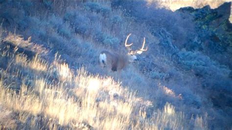 2014 Nevada Mule Deer Big Forkey Horn Photo Taken 800 Plus Yards