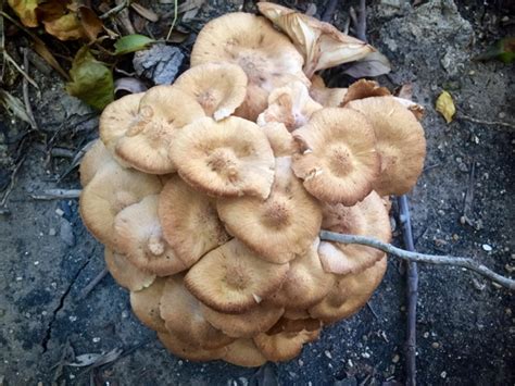 The Foraged Foodie The Ringless Honey Mushroom Desarmillaria