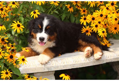 Bernese Mountain Dog Puppy Picture Dog Pictures