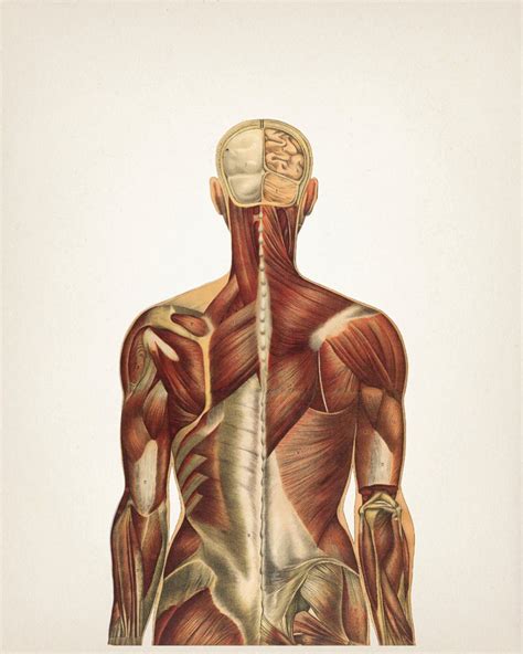 Human Anatomy Muscle System Wall Art Set Fine Art Prints Etsy