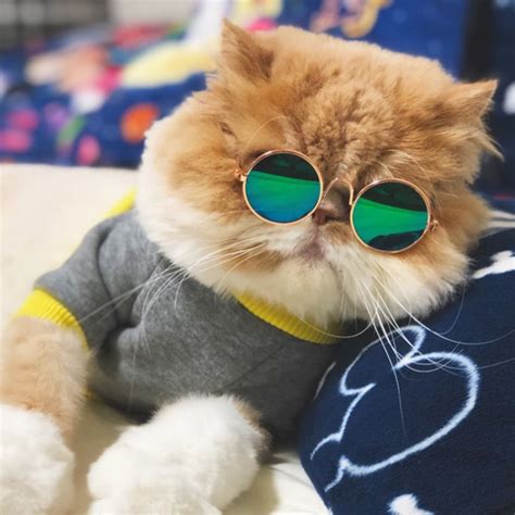 Buy Fashion Cat Glasses Small Pet