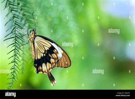 Mocker Swallowtail Butterfly Papilio Dardanus Also Called African