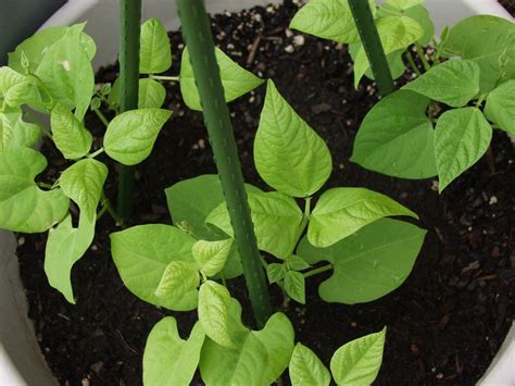 Growing Beans In Containers How To Care For Potted Bean