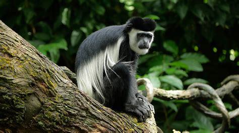 Black White Colobus Monkey Singapore Zoo