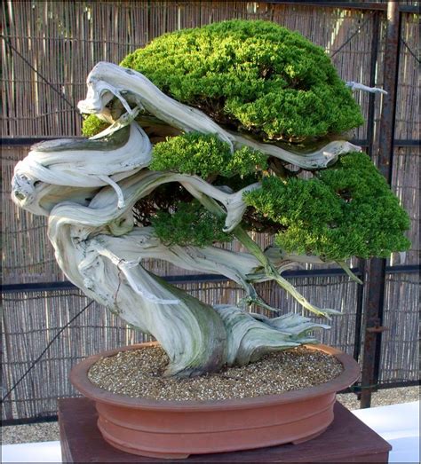 Bonsai Tree For Sale Near Me | Home and Garden Designs