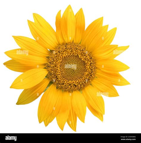 Sunflower Isolated Stock Photo Alamy