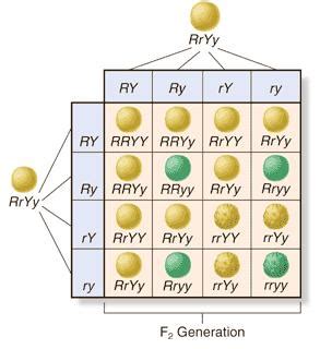 Punnett squares are one method for visually demonstrating the probability of offspring genotypes and offspring phenotypes. cosbiology / 9-04 - Dihybrid Crosses and Law of ...