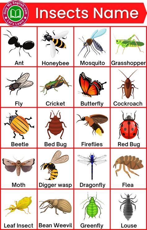 Learn English Kid Kids English English Book English Lessons Bed Bug