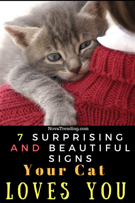 7 Surprising And Beautiful Signs Your Cat Loves You Cat Love Cats