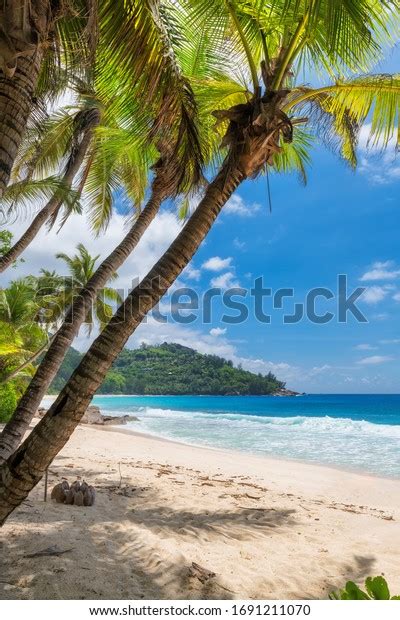 Palm Trees On Sandy Beach Tropical Stock Photo Edit Now 1691211070