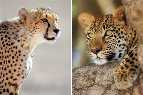 10 Best Places To See Cheetahs In South Africa