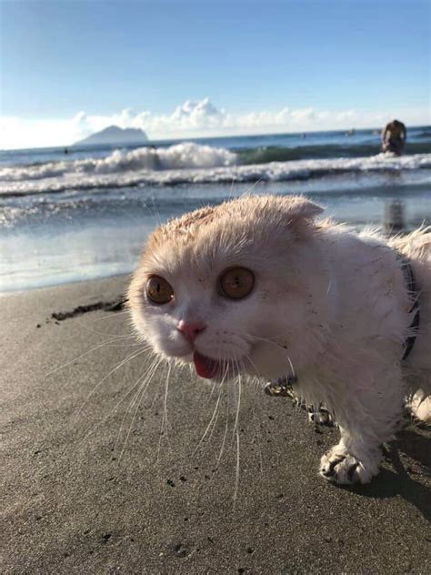 Scared Cat On The Beach Blank Template Imgflip