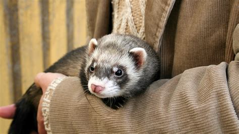 Mites And Your Ferret Vets4pets