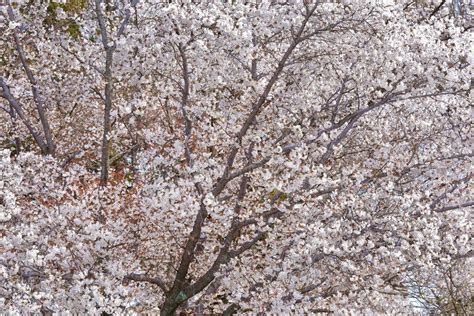 Close Up On White Somei Yoshino Cherry Blossom With Pale