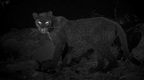 Rare Black Leopard Spotted In Africa For First Time In Over 100 Years Videos From The Weather