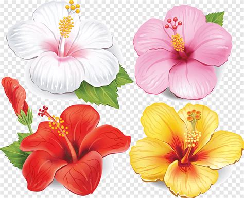 Flower Drawing Hibiscus Herbaceous Plant Annual Plant Png Pngegg