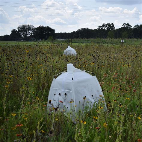 Research Update Ground Nesting And Orchid Pollinators Uf Ifas Entomology And Nematology