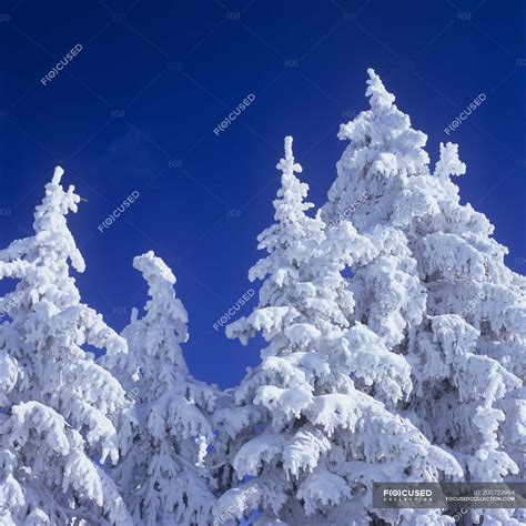 Snow Encrusted Trees At Silverstar Mountain Resort Near Vernon British