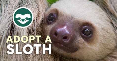Adopt A Sloth ️ The Sloth Conservation Foundation