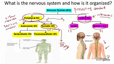 8 1 The Nervous System Structure And Function Youtube